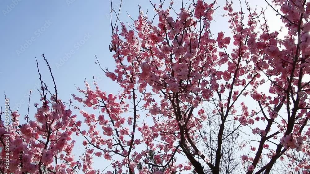 The view of cherry blossoms under the blue sky The view of cherry blossoms under the blue sky