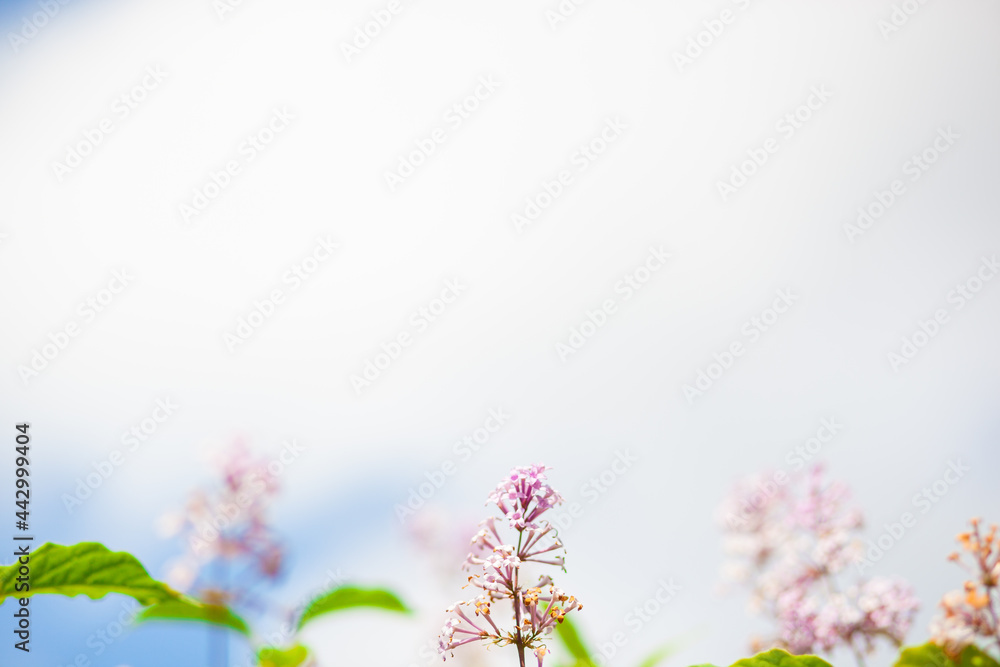 Blue sky and lilac tree flowers. Soft background. Selective focus