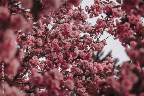 Wallpaper Mural Blooming sakura flowers in the garden close-up. Natural blur spring background. Horizontal photo. Torontodigital.ca