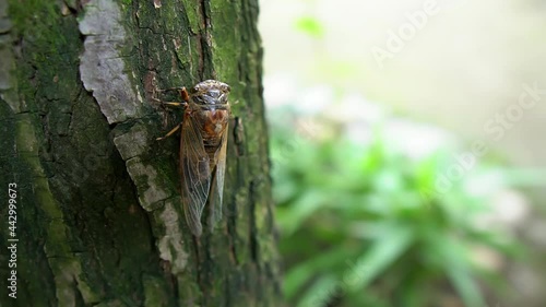 Close-up of a cicada crawling on the tree photo