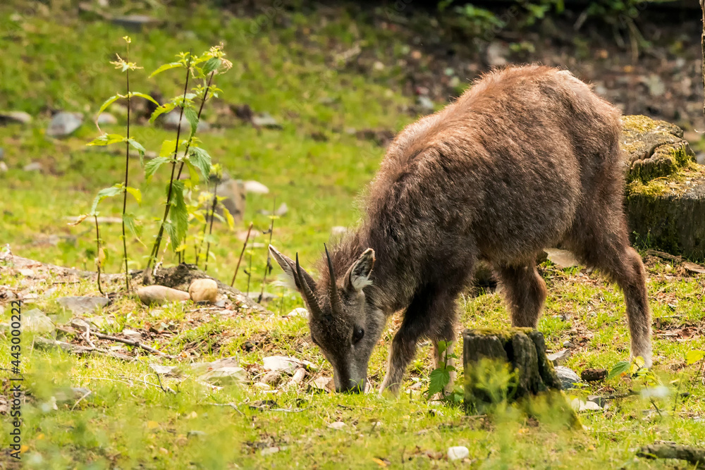 The Chinese goral (Naemorhedus griseus), also known as the grey long-tailed goral, is a species of goral, a small goat-like ungulate, native to mountainous regions of Myanmar, China, India, Thailand. The Chinese goral (Naemorhedus griseus), also known as the grey long-tailed goral, is a species of goral, a small goat-like ungulate, native to mountainous regions of Myanmar, China, India, Thailand.