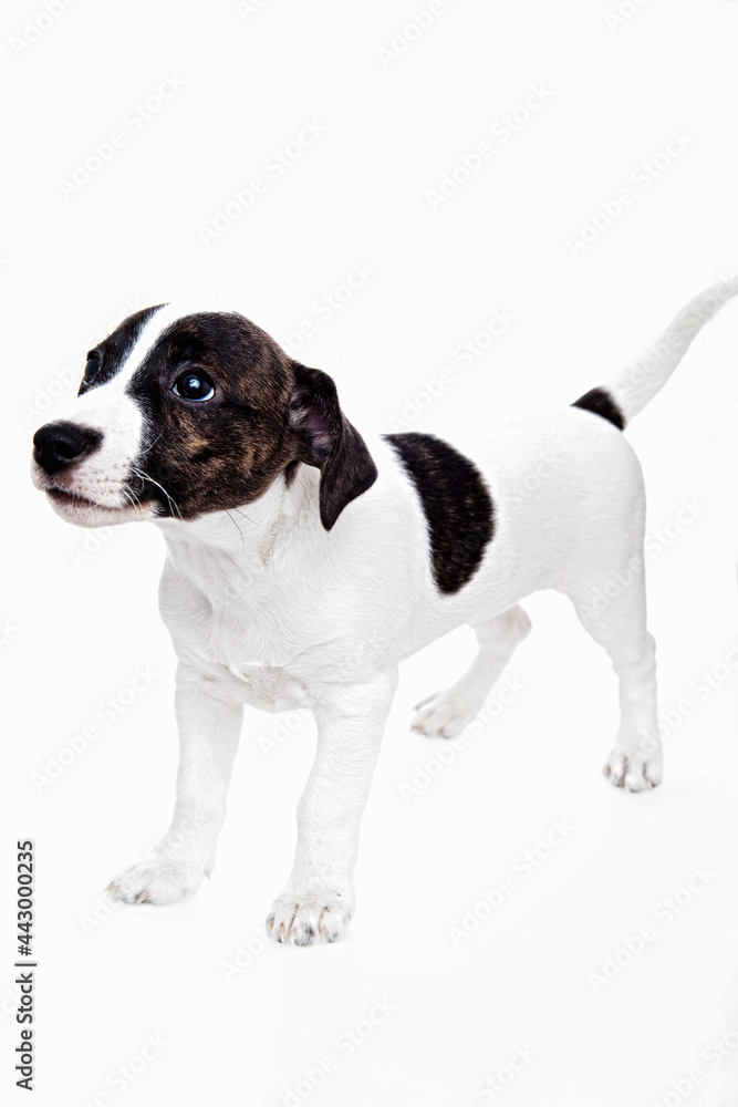 Jack Russell Terrier Jack Russell Terrier