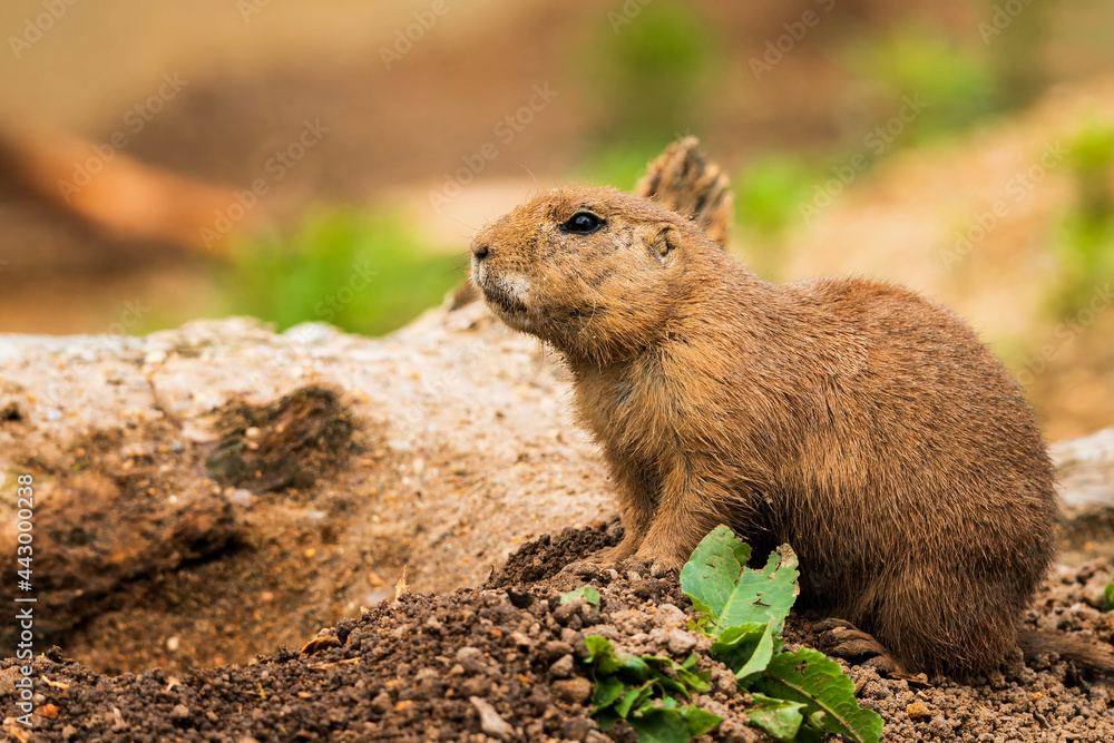 The black-tailed prairie dog (Cynomys ludovicianus) is a rodent of the family Sciuridae found in the Great Plains of North America from about the Canada border to the Mexico. The black-tailed prairie dog (Cynomys ludovicianus) is a rodent of the family Sciuridae found in the Great Plains of North America from about the Canada border to the Mexico.