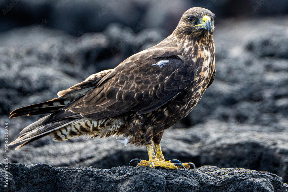 Obraz premium Galapagos Hawk