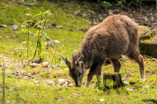 The Chinese goral  Naemorhedus griseus   also known as the grey long-tailed goral  is a species of goral  a small goat-like ungulate  native to mountainous regions of Myanmar  China  India  Thailand.