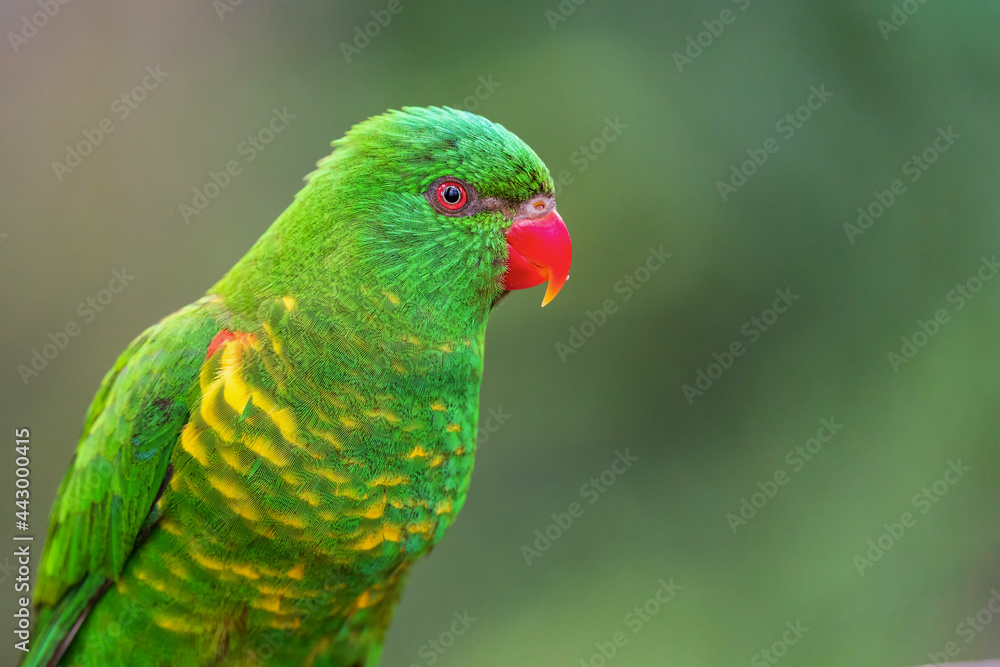 The scaly-breasted lorikeet (Trichoglossus chlorolepidotus) is an Australian lorikeet found in woodland in eastern Australia. The common name aptly describes this bird, which has yellow breast feather The scaly-breasted lorikeet (Trichoglossus chlorolepidotus) is an Australian lorikeet found in woodland in eastern Australia. The common name aptly describes this bird, which has yellow breast feather