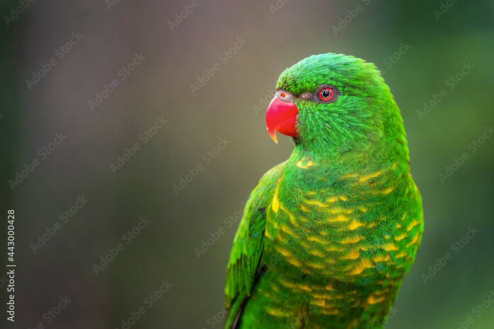 The scaly-breasted lorikeet (Trichoglossus chlorolepidotus) is an Australian lorikeet found in woodland in eastern Australia. The common name aptly describes this bird, which has yellow breast feather
