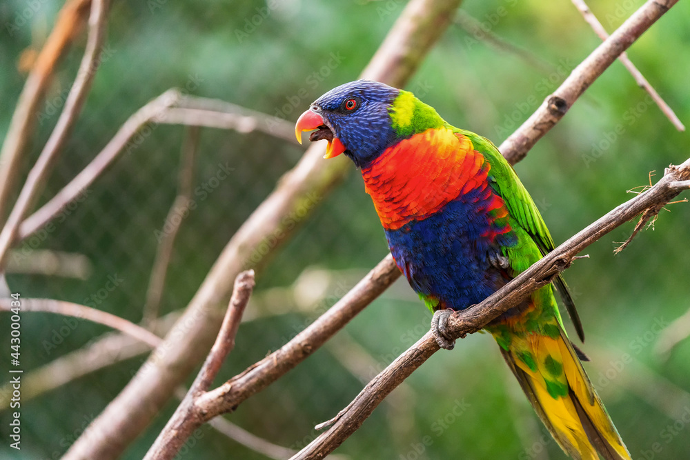 The rainbow lorikeet (Trichoglossus moluccanus) sitting on the branch. Extremely colored parrot on a branch with a green bokeh background. The rainbow lorikeet (Trichoglossus moluccanus) sitting on the branch. Extremely colored parrot on a branch with a green bokeh background.