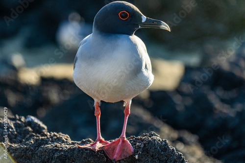 Galapagos Islands Red-footed Boobie Bird.