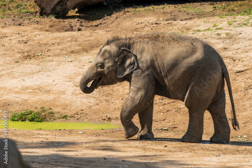 Canvas Print Funny baby elephant