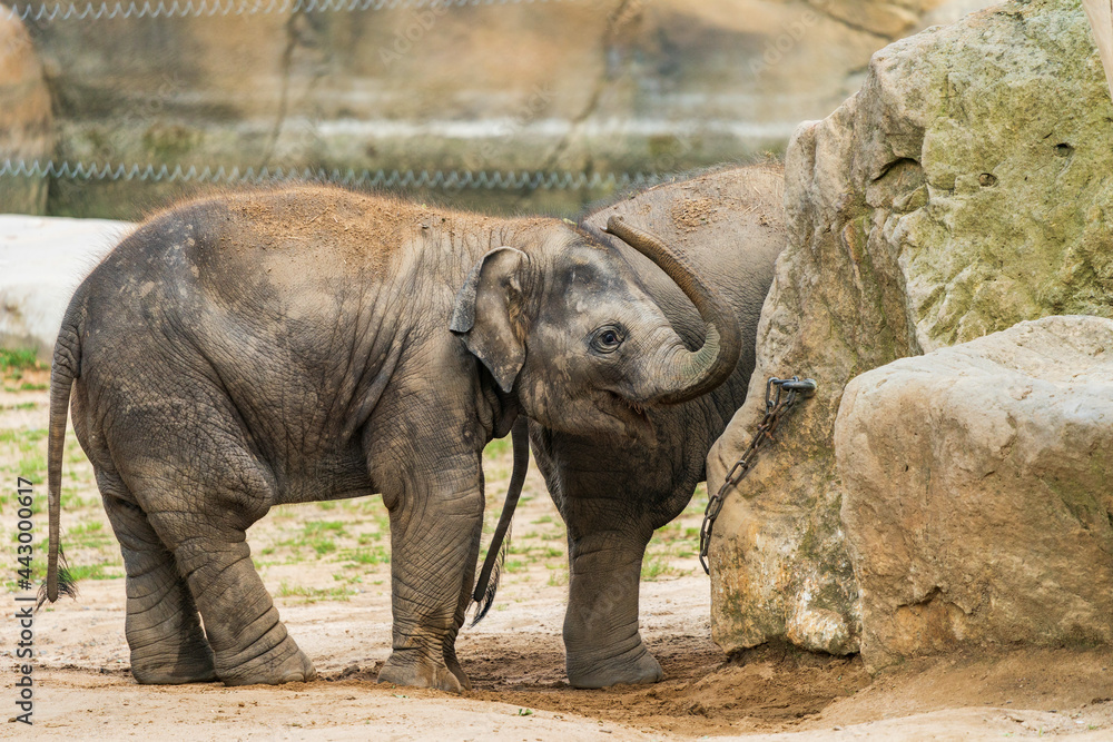 Fototapeta premium Funny baby elephant. The Asian elephant is the largest land mammal on the Asian continent. They inhabit dry to wet forest and grassland habitats in 13 range countries spanning South and Southeast Asia