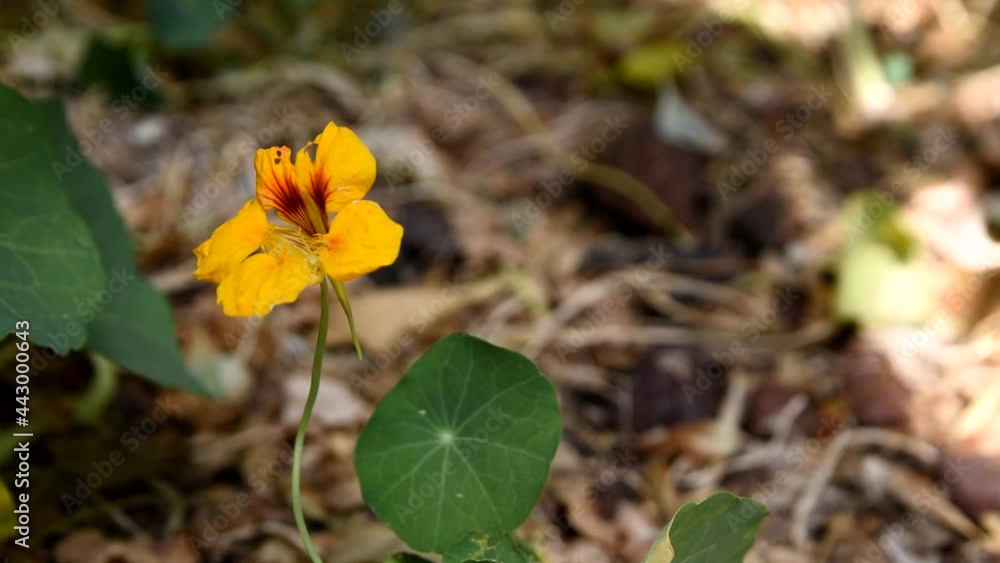 Lonely flower in the garden 