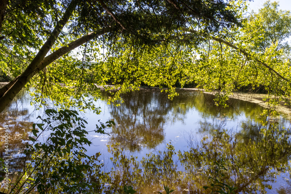 reflection of trees in water reflection of trees in water