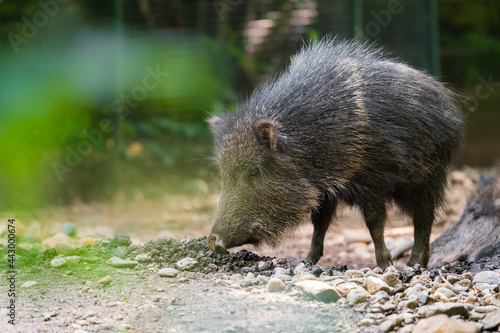The Chacoan peccary or tagua (Catagonus wagneri) is the last extant species of the genus Catagonus, found in the Gran Chaco of Paraguay, Bolivia, and Argentina. Approximately 3,000 remain in the world photo