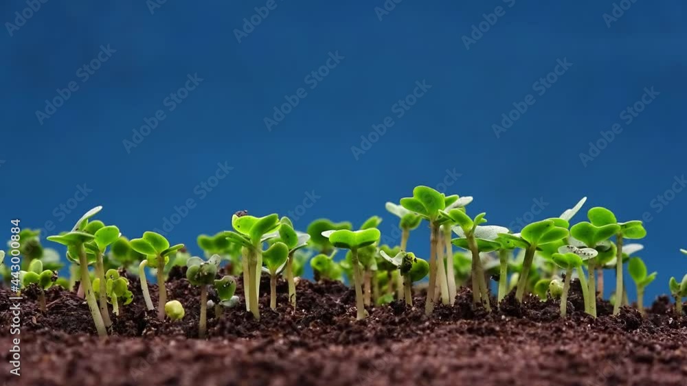 Time-lapse, seeds germinating and growing into seedlings on blue background Time-lapse, seeds germinating and growing into seedlings on blue background