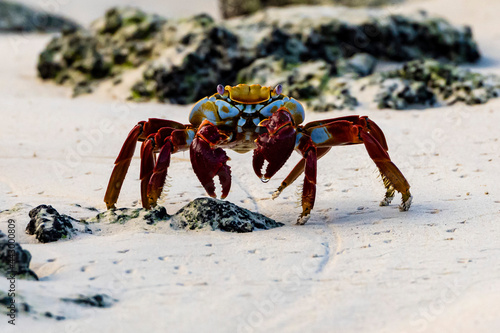 Sally lightfoot crab on Galapagos Island beach.