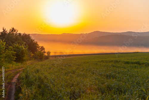 Field of fog and sunset over the hills.