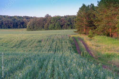 Fotografie Planted field, road and forest.