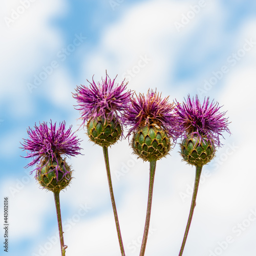 Cardoon flower in soft sunlight on a blue sky with white clouds background in summertime.