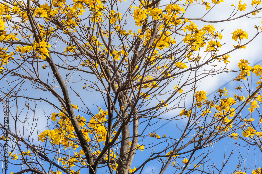 Blossomed araguaney under blue sky - Handroanthus chrysanthus Blossomed araguaney under blue sky - Handroanthus chrysanthus