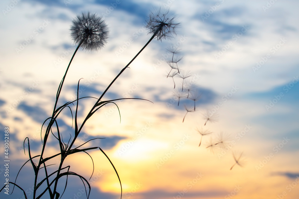 Obraz premium Silhouettes of flying dandelion seeds on the background of the sunset sky. Nature and botany of flowers