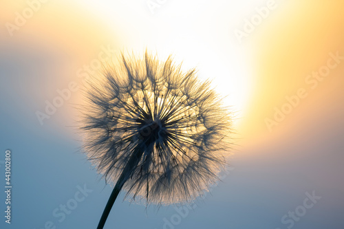 dandelion on the background of the setting sun. Nature and floral botany