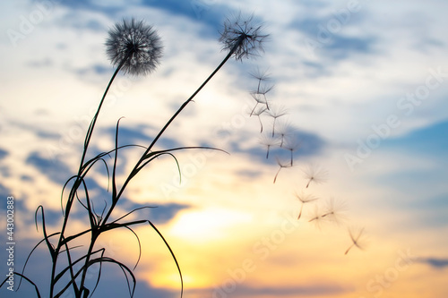 Silhouettes of flying dandelion seeds on the background of the sunset sky. Nature and botany of flowers