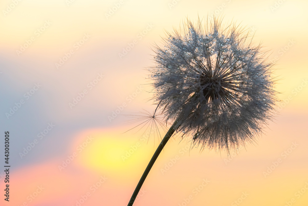 Silhouette of a dandelion flower in the backlight with drops of morning dew. Nature and floral botany
