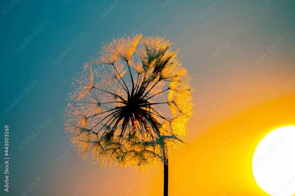 Dandelion flower with drops of morning dew on the background of the sun. Nature and floral botany