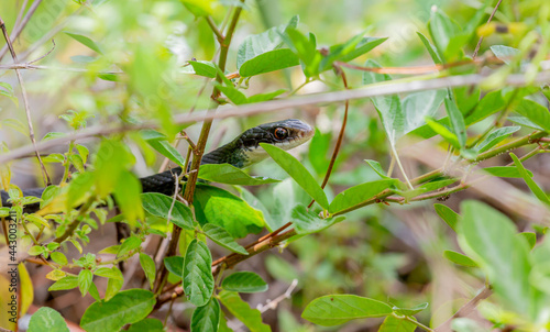 Snake crawling through weeds in Florida