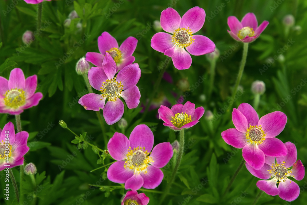 Small Pink Flowers in Green Garden Small Pink Flowers in Green Garden