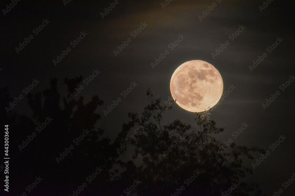 Full Moon in Night Sky, Glowing in Trees Full Moon in Night Sky, Glowing in Trees