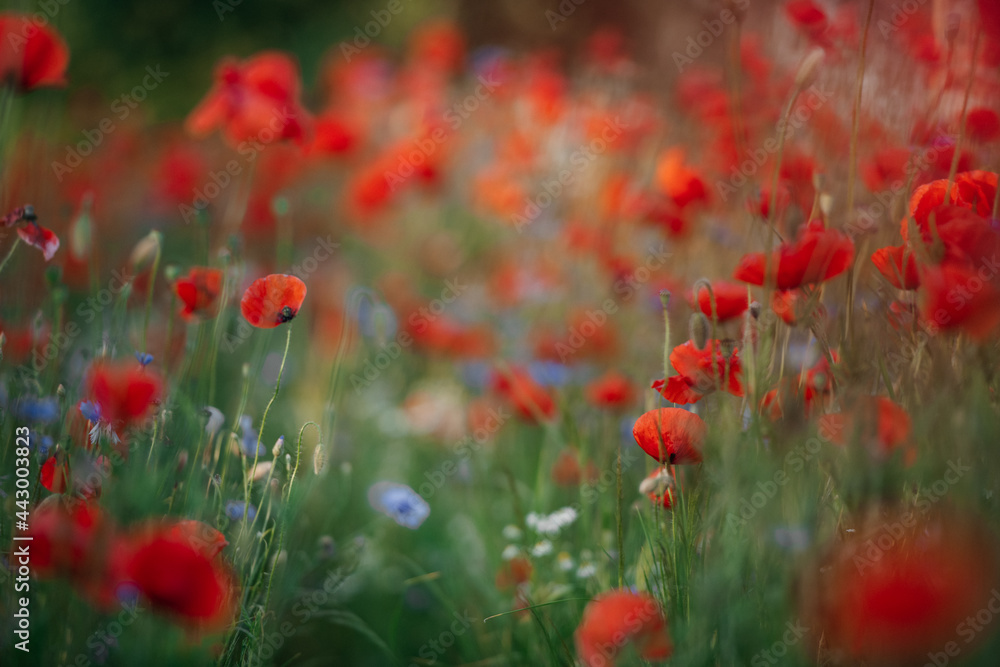 Fototapeta premium schönes Mohnfeld