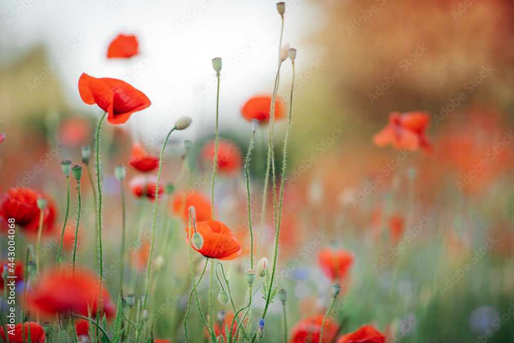 Obraz premium Mohnblumen Desktop-Hintergrund