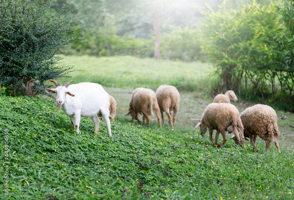 Group of goats in a meadow farm Group of goats in a meadow farm