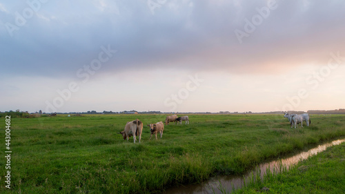 Cows grazing during sunset on a summer evening © Robrecht