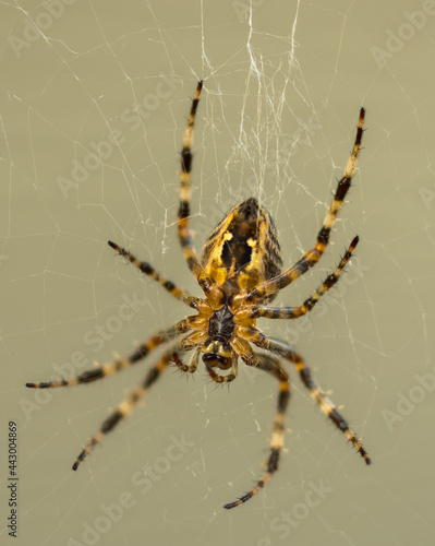 Spider Hanging out in its Web © Deb