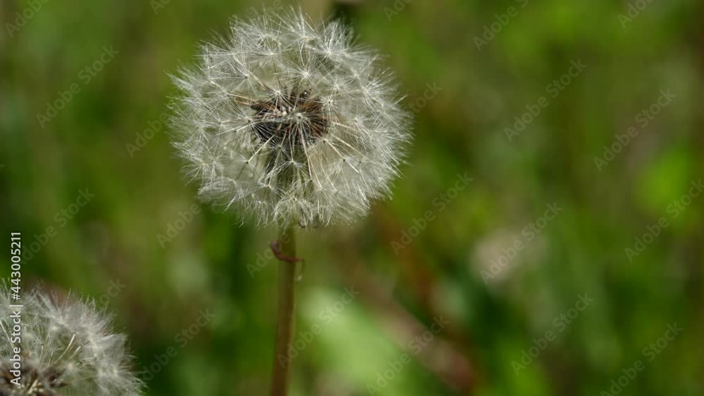 Dandelion that is in seed makes a perfect globe. The sun is shining on the bright seeds. The background is out of focus shades of green.
Dandelion that is in seed makes a perfect globe. The sun is shining on the bright seeds. The background is out of focus shades of green.