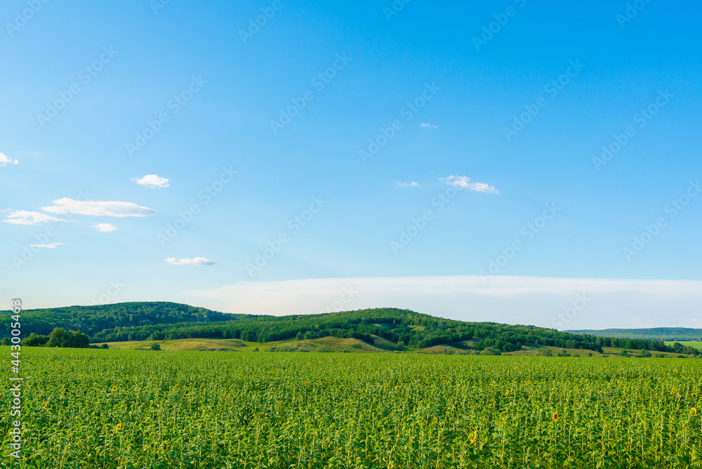 Sown fields and blue sky with clouds.