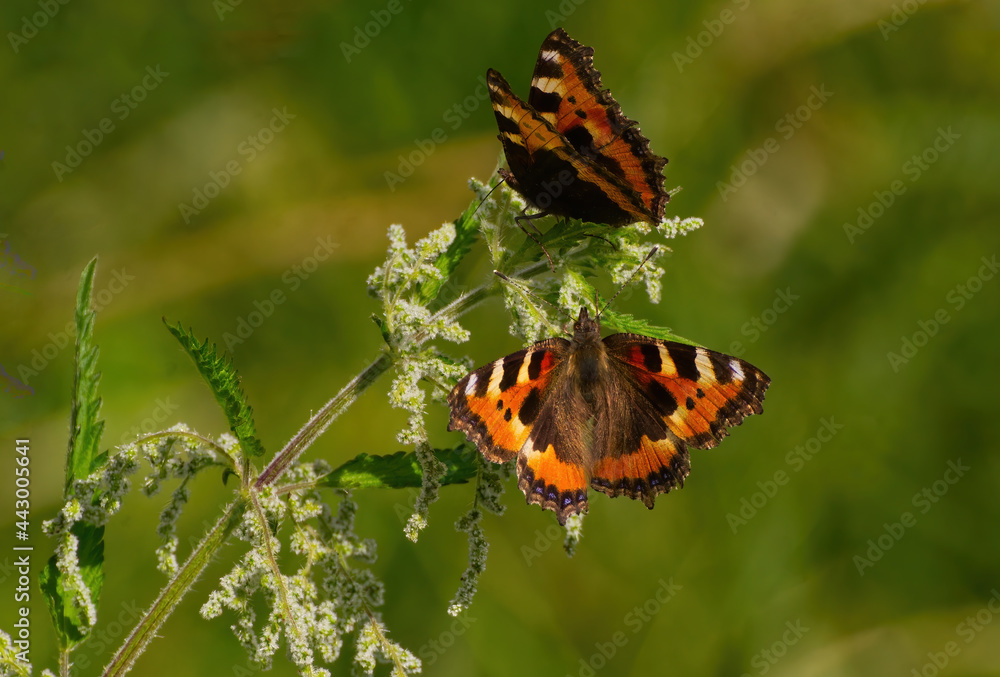 Two Small tortoiseshell, Aglais urticae butterflies with their side and top profiles sitting on a nettle plant. Beautiful butterfly during summertime Two Small tortoiseshell, Aglais urticae butterflies with their side and top profiles sitting on a nettle plant. Beautiful butterfly during summertime