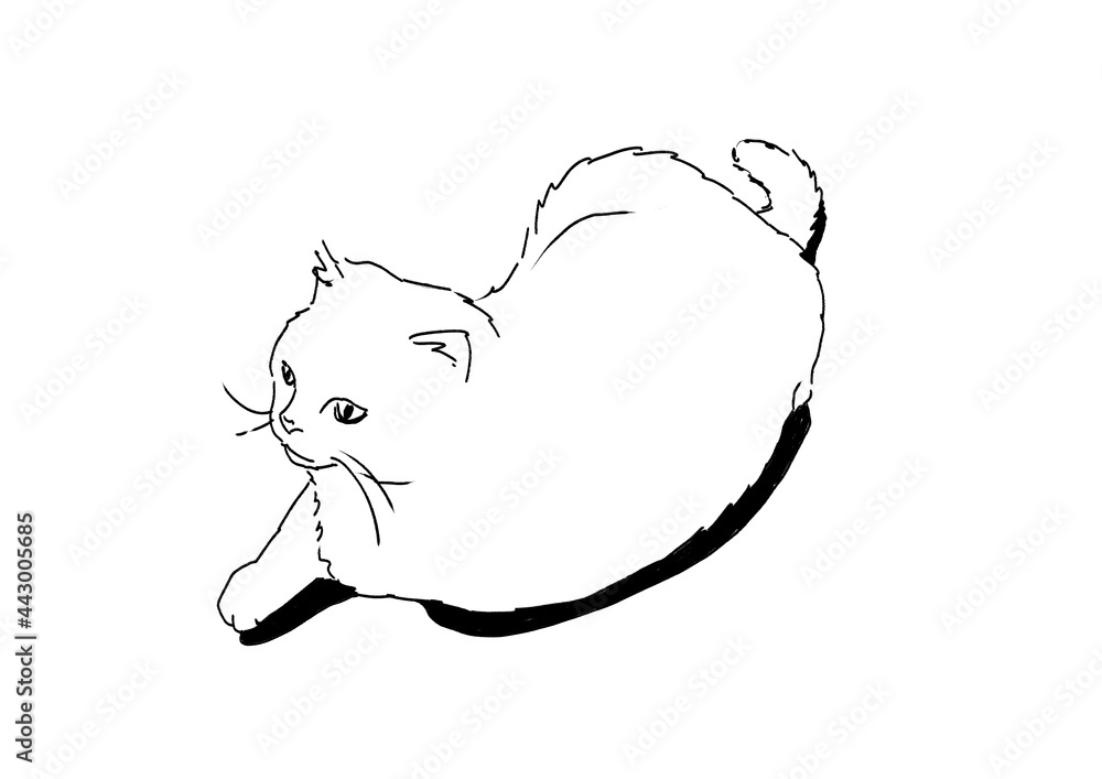 猫 猫