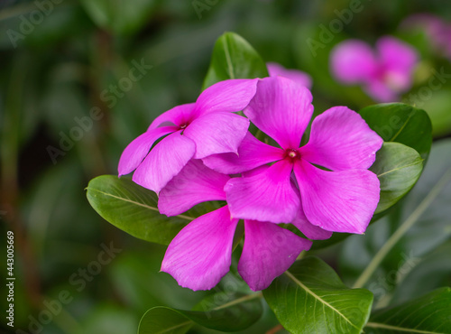 Close Up pink purple West Indian Periwinkle Flower or Catharanthus Roseus in garden,colorful of fully blossoming flower.