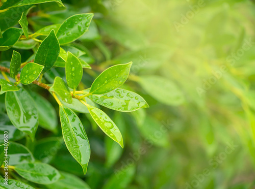 Water drops on green leaves in the garden Natural green leafy plants used as cover background of spring, ecology, ecology or greenery wallpaper.