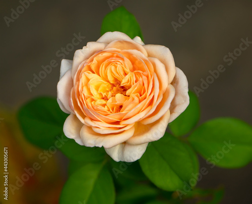 closeup of beautiful yellow rose on green