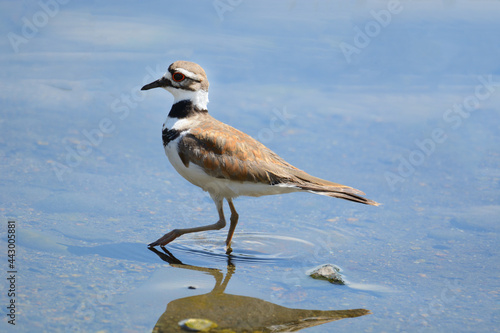 Killdeer plover bird or Charadrius vociferus wading in lake shallow water