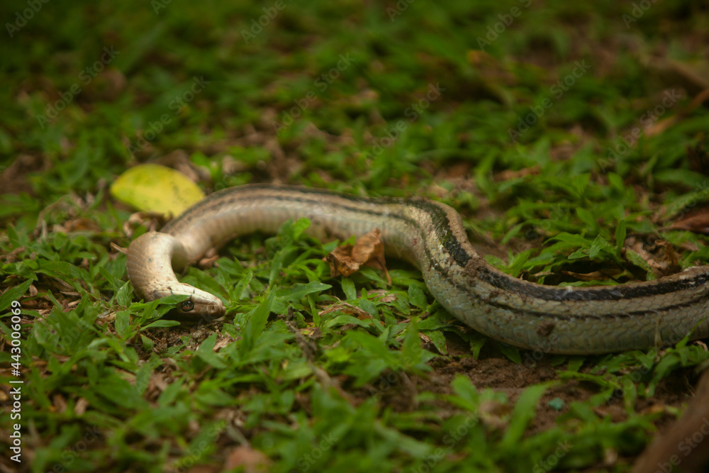 Dead snake lying on grassy ground - Thailand Dead snake lying on grassy ground - Thailand