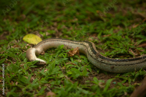 Dead snake lying on grassy ground - Thailand