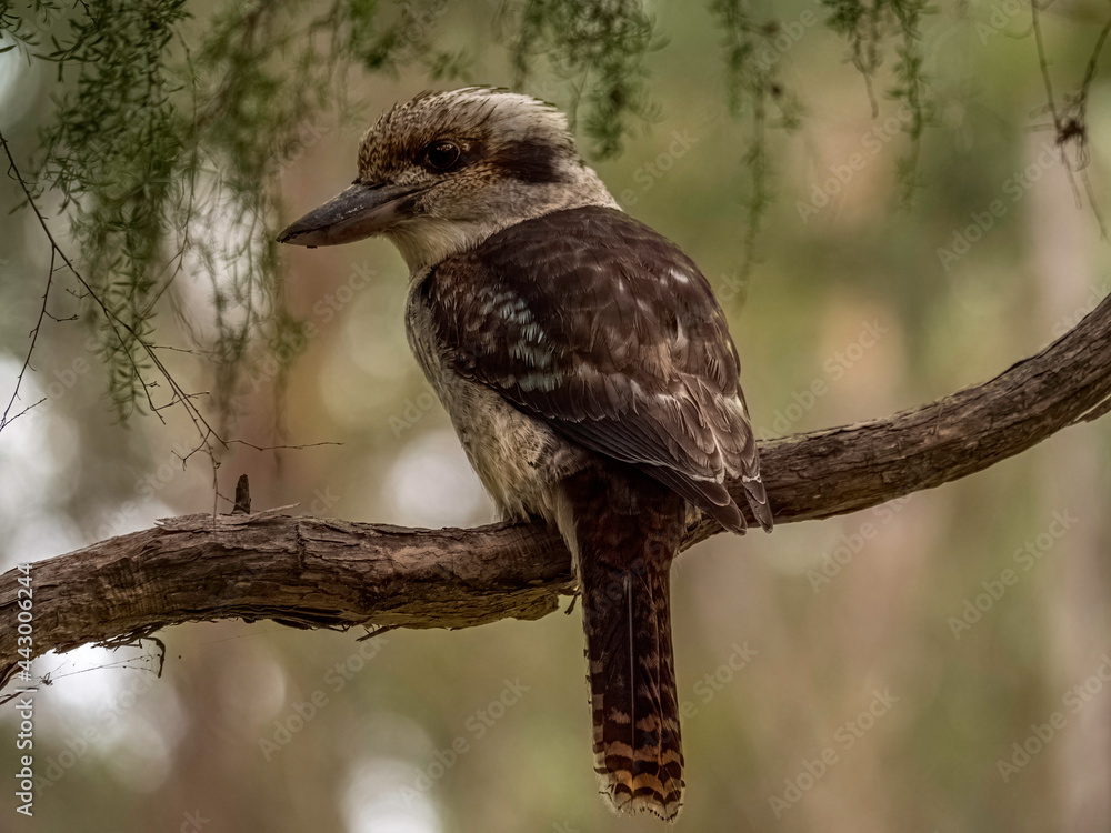 Kookaburra Turned Left Kookaburra Turned Left