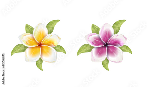 2 types Plumeria flower with isolated background