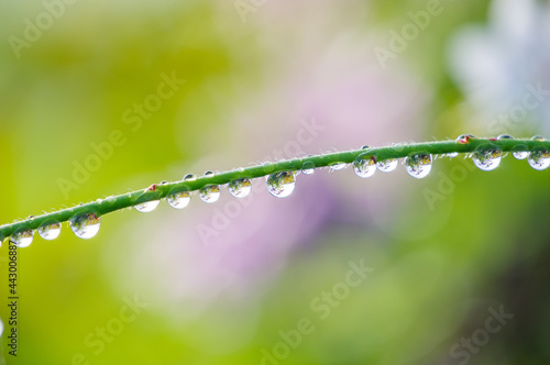 雨上り。花の茎にいくつもの雫が輝いている。朝日に照らされてキラキラとする自然のダイアモンド